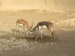 Blackbuck using their horns to fight