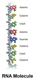 Model of a section of an RNA molecule. The colored balls represent different atoms, while the names are names of compounds that make up the chain. The left side of the chain contains ribose sugar which may require boron for its formation.