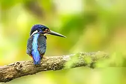 Blue-eared Kingfisher