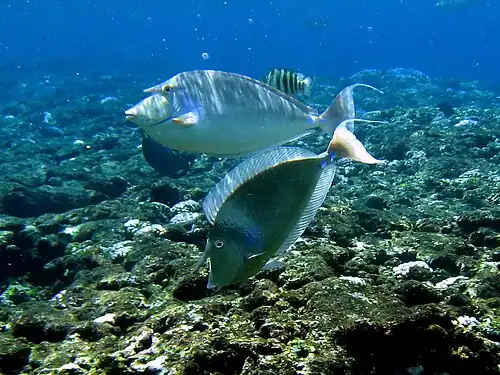A pair of bluespine unicornfish in a shallow water coral reef area of Green Island, a coral reef ecosystem reserve in Taiwan