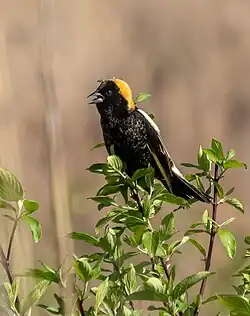 Male singing in New York