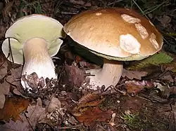 Boletus, the "King of Mushrooms"