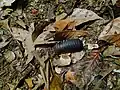 Pill millipede spotted in Borneo