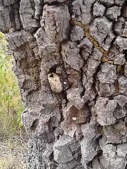 Bark with an empty cocoon