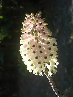 Bottlebrush orchid flower from Cooktown