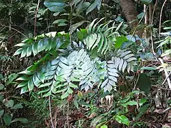 Bowenia spectabilis (typical form) in the Daintree Rainforest in northeast Queensland, Australia