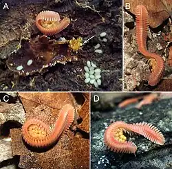 Paternal care of eggs