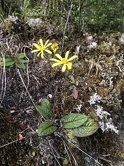 A yellow flow with green leaves on a bank with lichen and mosses