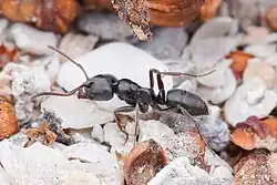 A samsum worker ant stands on top of some minerals. The ant is black-brown in colour with a red tibia, antenna and tarsi.