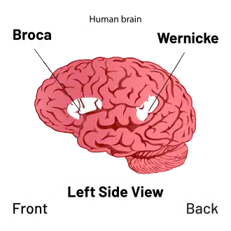 Diagram of the brain