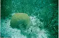 Brain coral