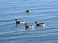 Brant Geese