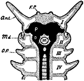 Anatomy of onychophoran anterior region, showing specialized appendages (ant, md) and deutocerebrum (D)