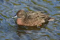 Brown teal
