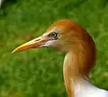 Cattle egret
