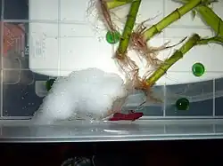 Siamese fighting fish build bubble nests of varying sizes.