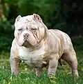 The American Bully shares phenotypic traits with other pit bull breeds.