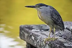 Striated heron near the lake.
