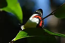 Butterfly in the rainforest of tropical Hinchinbrook island. (Australia)