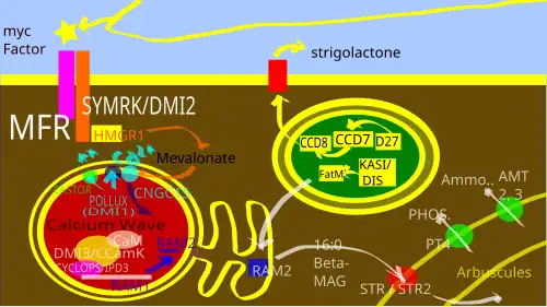 Common Symbiotic Pathway - a simplified presentation based on McLean, Bravo and Harrison 2017