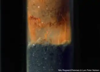 Cable bacteria in between two layers of sediment