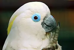 The upper body of a mainly white cockatoo that has raised its left leg to its black beak. Pale-yellow crest feathers are just seen under the more prominent white crest feathers. It has a wide circular rim of featherless blue skin around its eyes. Its irises are brown.