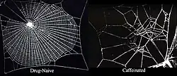 Caffeine effects on spider webs