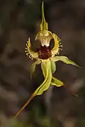 Arrowsmith spider orchid (C.&nbsp;crebra)