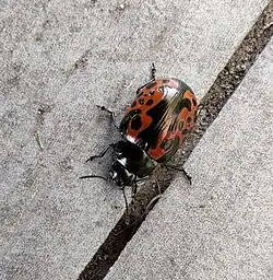 Calligrapha anabelae, México