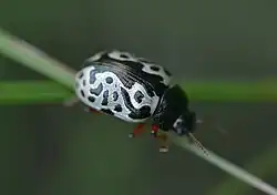 Calligrapha confluens, Canada