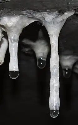 Calthemite straw with varying external diameter, influenced by changes in drip rate over time, during its growth