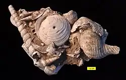 Miocene fossils from the Calvert Formation, Calvert County, Maryland, US