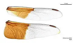 Male wings