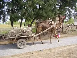A camel harnessed to a cart loaded with branches and twigs