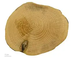 Camellia japonica - MHNT