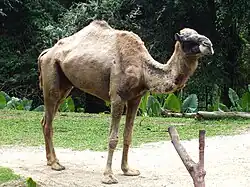 A camel chillaxing.