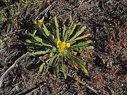 The characteristic rosette