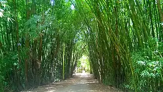 Entryway to Guajataka Scout Reservation among the bamboo forest