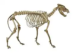Photograph of a wolf skeleton