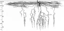 Root system side view
