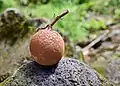 Fruit at Waimea Botanical Garden on the island of O‘ahu, Hawaiʻi