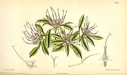 Phyteuma comosum, 1880.