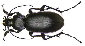 Carabus violaceus violaceus