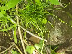 Tuft of sedge with slender green eaves and small inflorescences