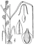 Botanical illustration