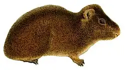 Cavia porcellus