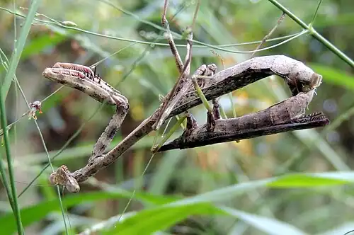 Female mating with a half-eaten male