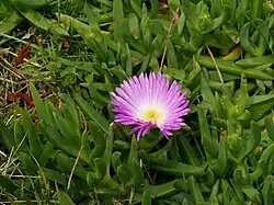 Carpobrotus glaucescens