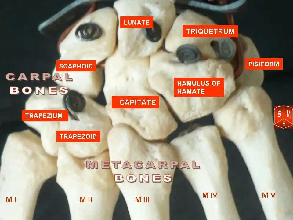 Carpometacarpal joints of the left hand. Thumb on left.