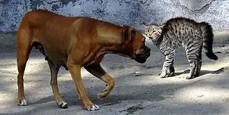 Dog circling in on a cat with an arched back